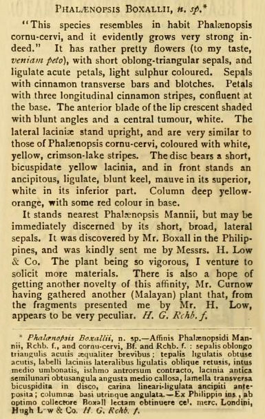 Phalaenopsis boxallii, n. sp.