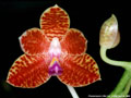 Photo : Phalaenopsis Little Fox