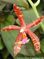 Photo : Phalaenopsis Merryman
