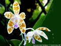 Photo : Phalaenopsis mariae