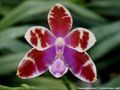 Photo : Phalaenopsis mariae