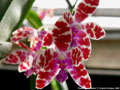 Photo : Phalaenopsis mariae