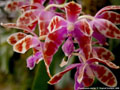 Photo : Phalaenopsis mariae
