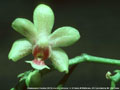 Photo : Phalaenopsis Freckles (1972)