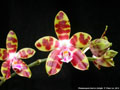 Photo : Phalaenopsis Marie's Delight