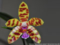 Photo : Phalaenopsis Tigress