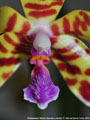 Photo : Phalaenopsis Tigress
