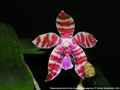 Photo : Phalaenopsis Karen Annie