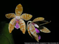 Photo : Phalaenopsis Karen Annie