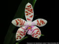 Photo : Phalaenopsis Li Sun High