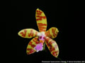 Photo : Phalaenopsis Tigress