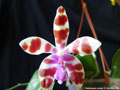 Photo : Phalaenopsis mariae