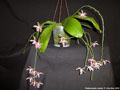 Photo : Phalaenopsis mariae