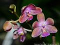 Photo : Phalaenopsis Marie Linden