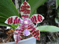 Photo : Phalaenopsis Karen Annie