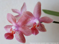 Photo : Phalaenopsis Rose Marie