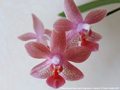 Photo : Phalaenopsis Rose Marie