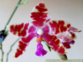 Photo : Phalaenopsis Almap