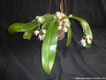Photo : Phalaenopsis mariae