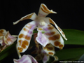 Photo : Phalaenopsis mariae