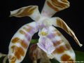 Photo : Phalaenopsis mariae