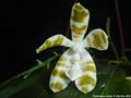 Photo : Phalaenopsis mariae