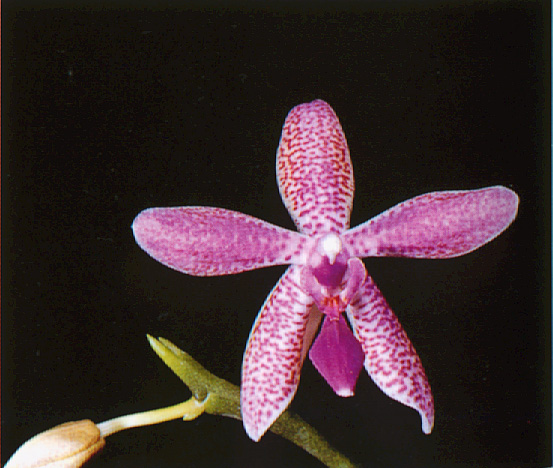 Phalaenopsis Rose Marie