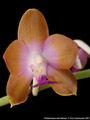 Photo : Phalaenopsis marriottiana