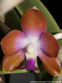 Photo : Phalaenopsis marriottiana