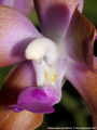 Photo : Phalaenopsis marriottiana