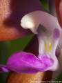 Photo : Phalaenopsis marriottiana