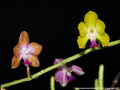 Photo : Phalaenopsis marriottiana