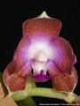 Photo : Phalaenopsis marriottiana