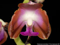 Photo : Phalaenopsis marriottiana