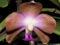 Photo : Phalaenopsis marriottiana