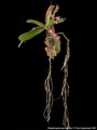 Photo : Phalaenopsis marriottiana