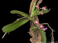 Photo : Phalaenopsis marriottiana