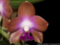 Photo : Phalaenopsis marriottiana