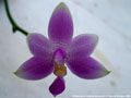 Photo : Phalaenopsis mentawaiensis