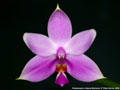Photo : Phalaenopsis mentawaiensis