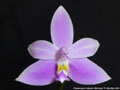 Photo : Phalaenopsis mentawaiensis