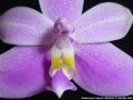 Photo : Phalaenopsis mentawaiensis
