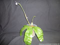 Photo : Phalaenopsis mentawaiensis