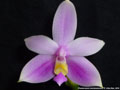 Photo : Phalaenopsis mentawaiensis