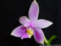 Photo : Phalaenopsis mentawaiensis