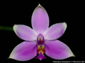 Photo : Phalaenopsis mentawaiensis