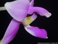 Photo : Phalaenopsis mentawaiensis