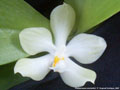 Photo : Phalaenopsis micholitzii