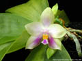 Photo : Phalaenopsis Tarlac Bellina