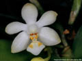 Photo : Phalaenopsis Miracle Gift